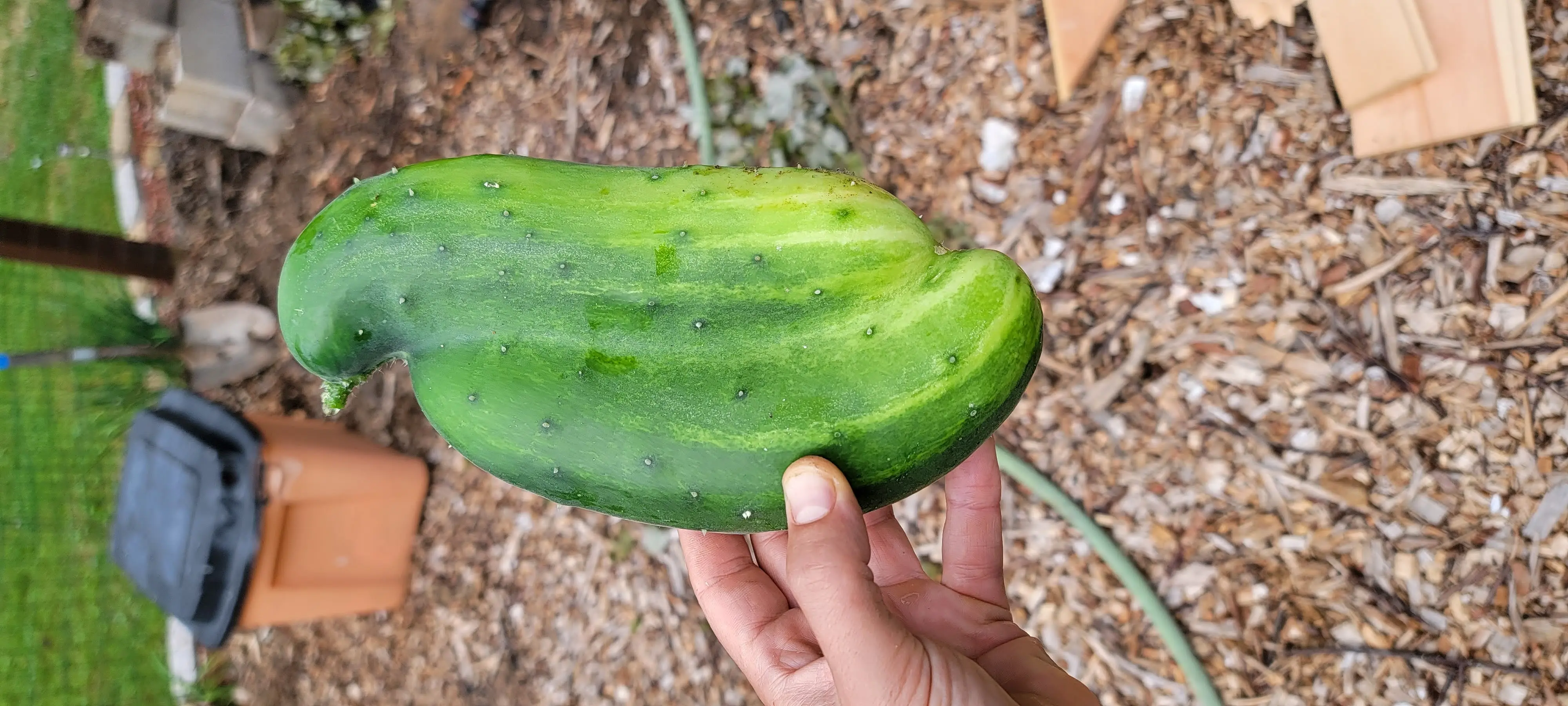 Image Produce and Cooking/20220726_083759.webp